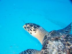 I love sea turtles. This dive off the Santa Rosa Wall in ... by Debbie Allen 